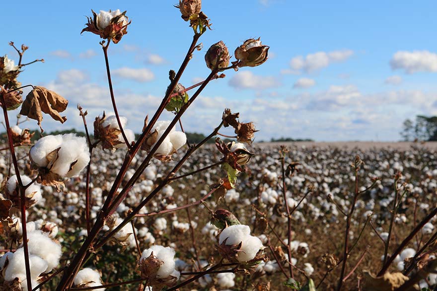 The organic cotton trap